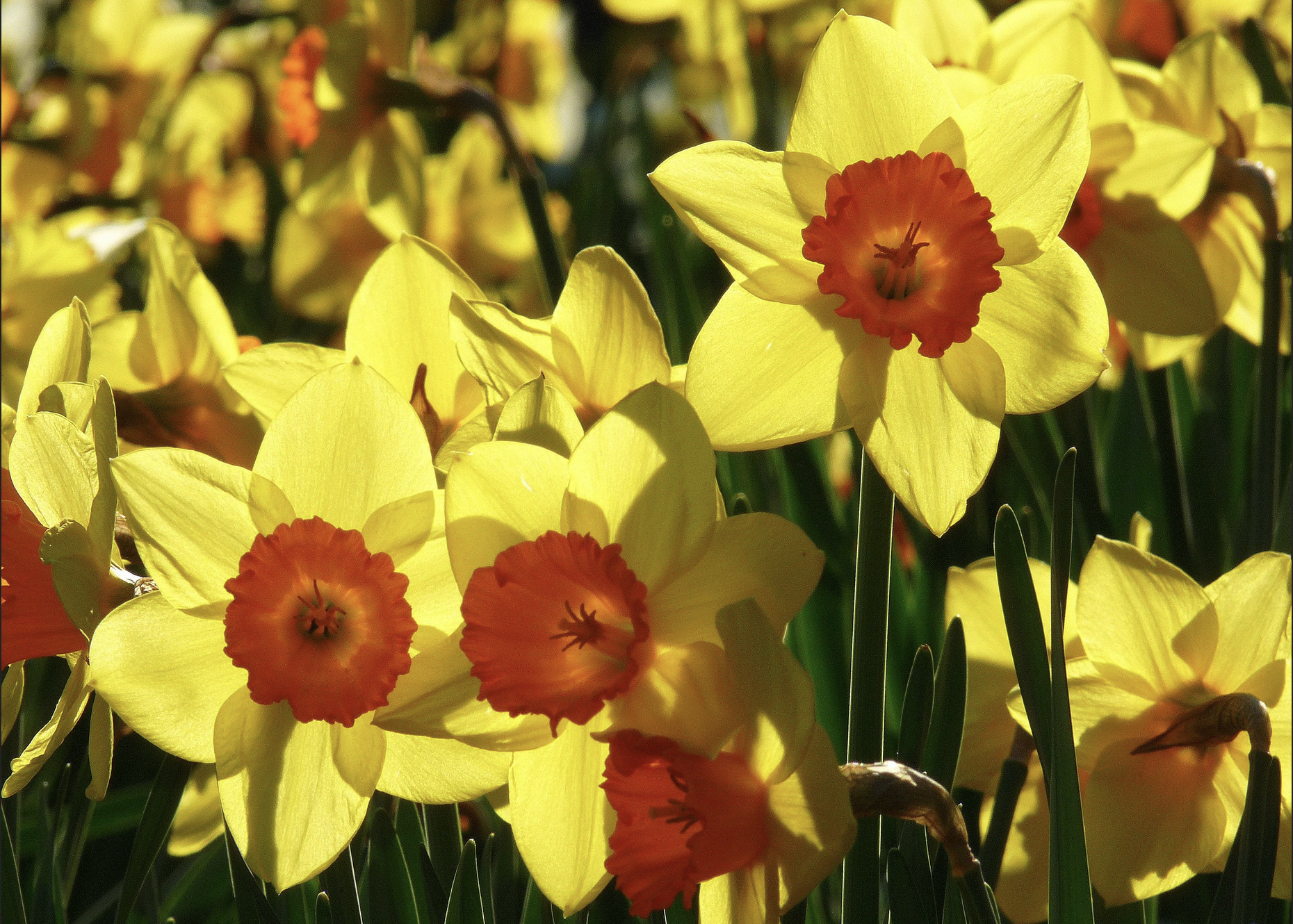 A host of golden daffodils