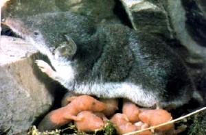 veldspitsmuis-jongen